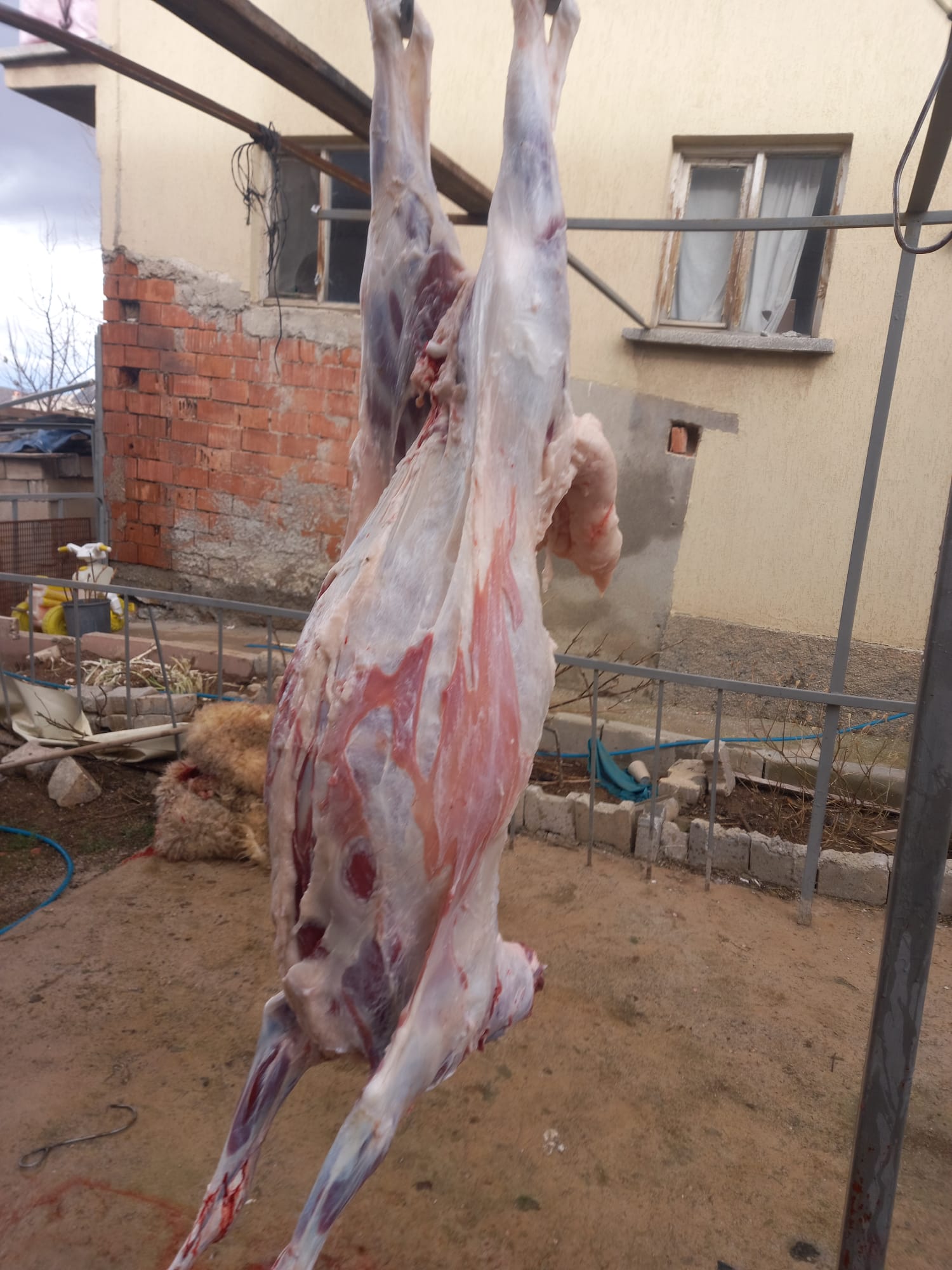 42 S Atalay Hayvancılık