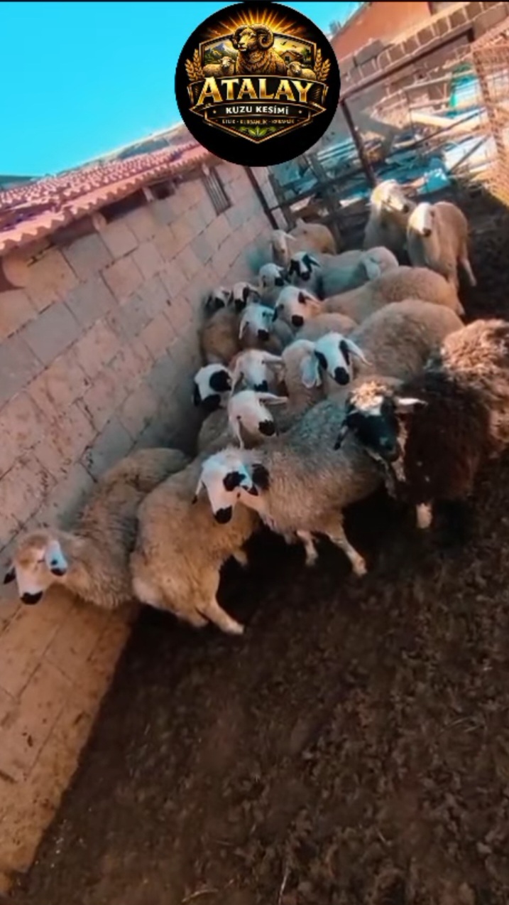 42 S Atalay Hayvancılık