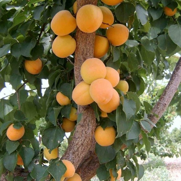 Natura Peyzaj