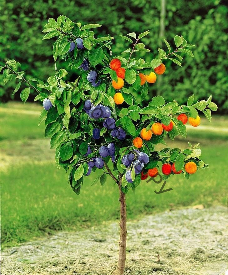 Natura Peyzaj