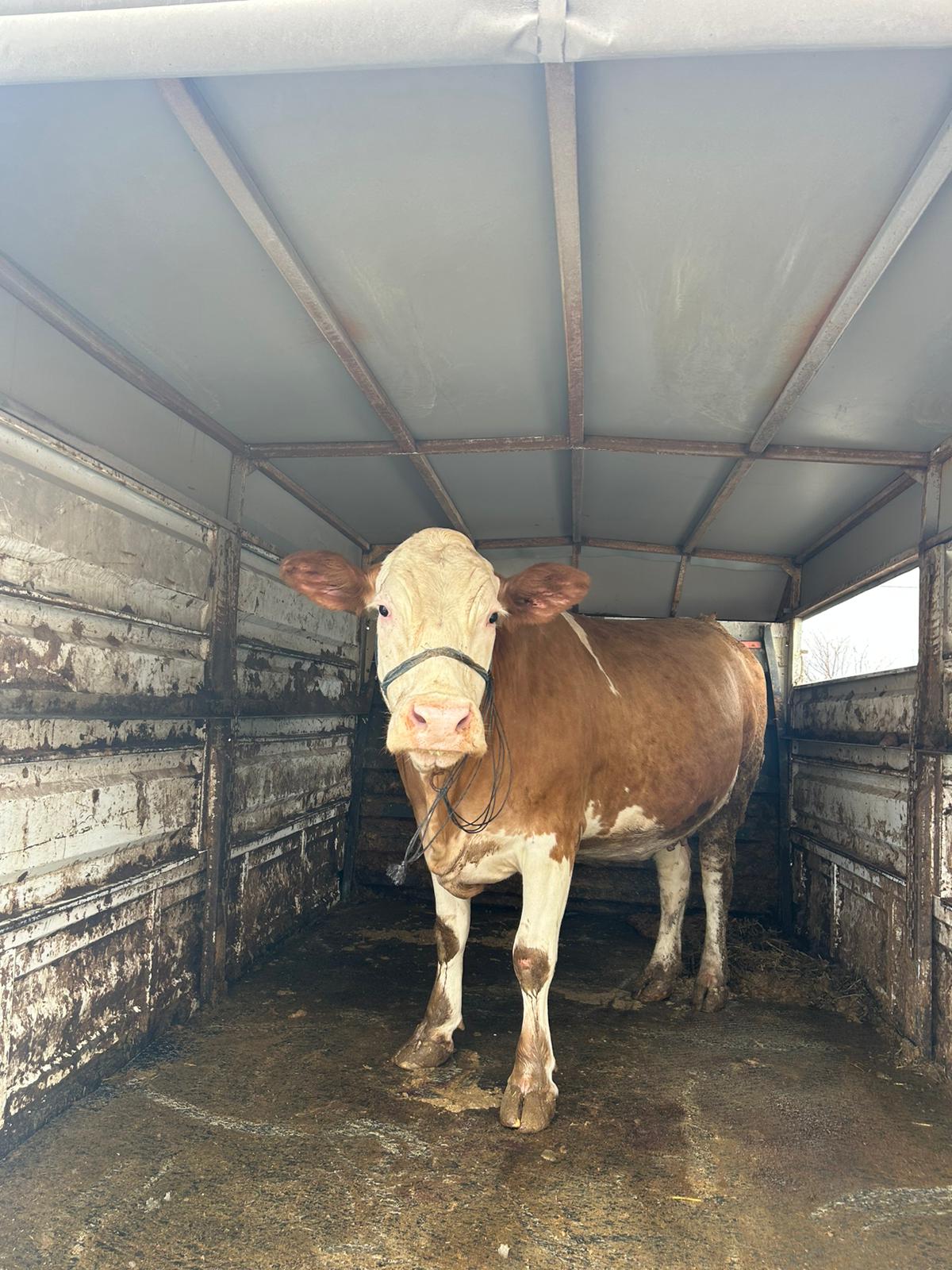 Kanarya Hayvancılık