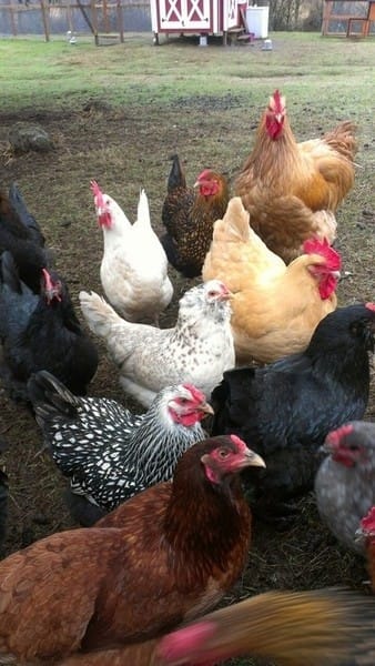 Özyay Hayvancılık