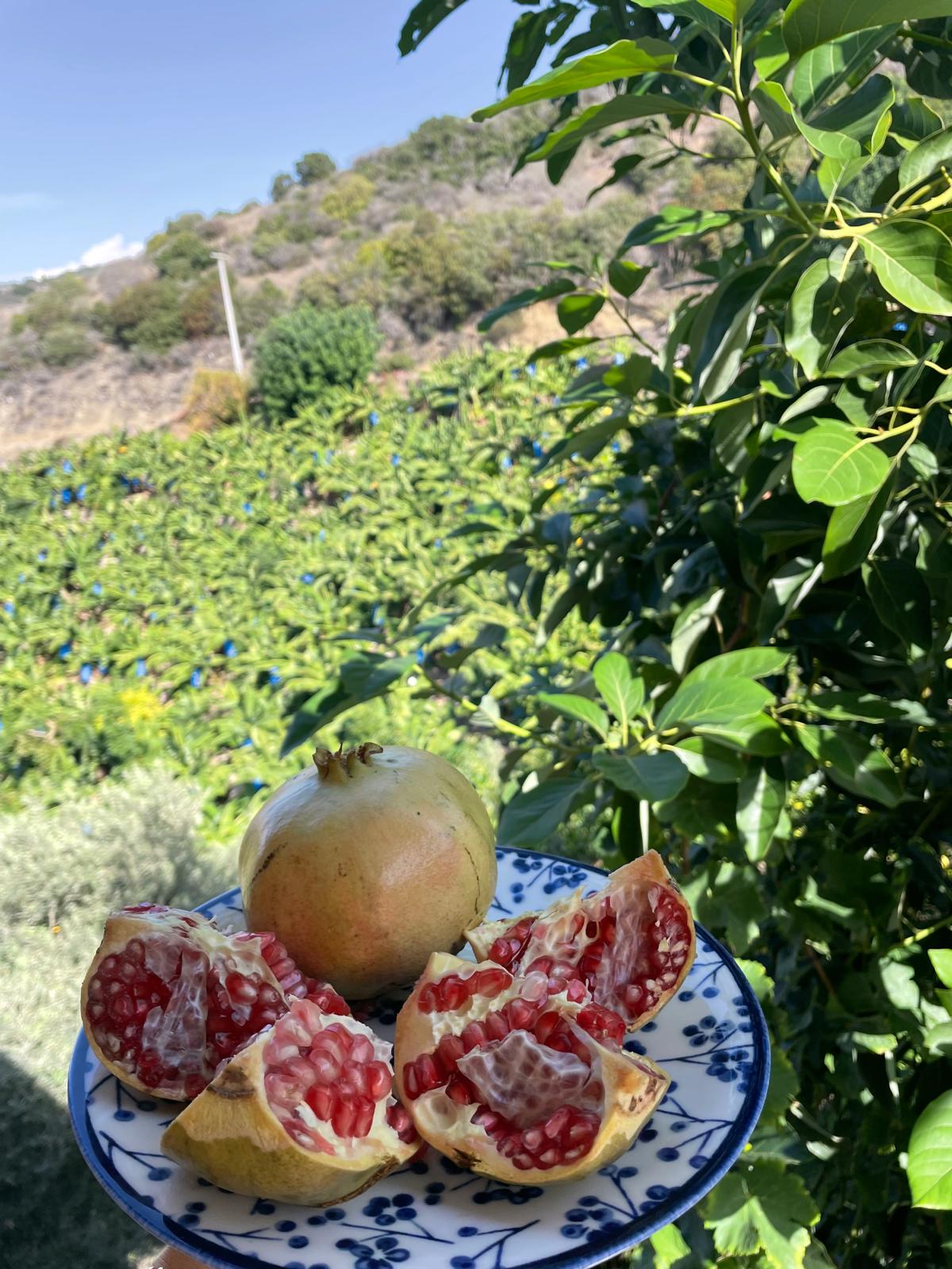 Zahidenin Tropikal Bahçesi 