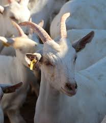 Halil Usta Kurbancılık