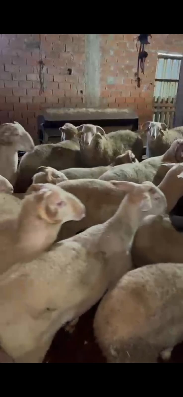 Halil Usta Kurbancılık