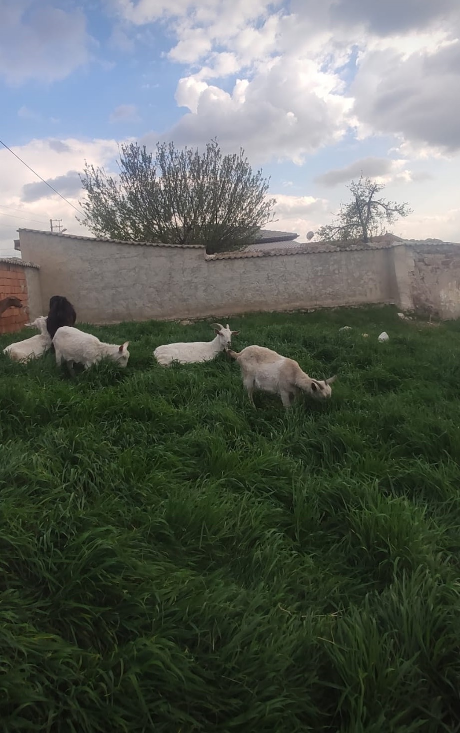 42 S Atalay Hayvancılık