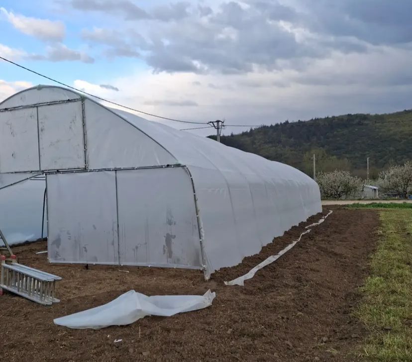 Zyn Tingöz Seracılık