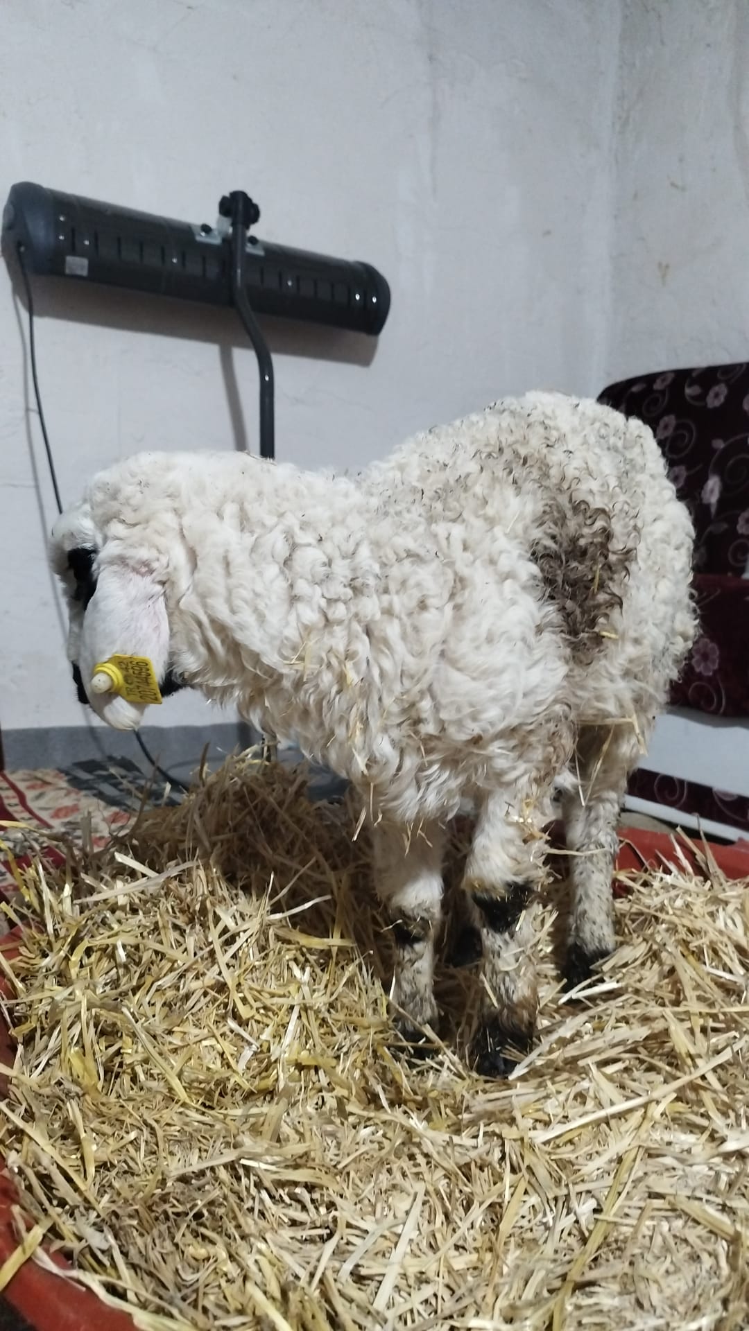 42 S Atalay Hayvancılık