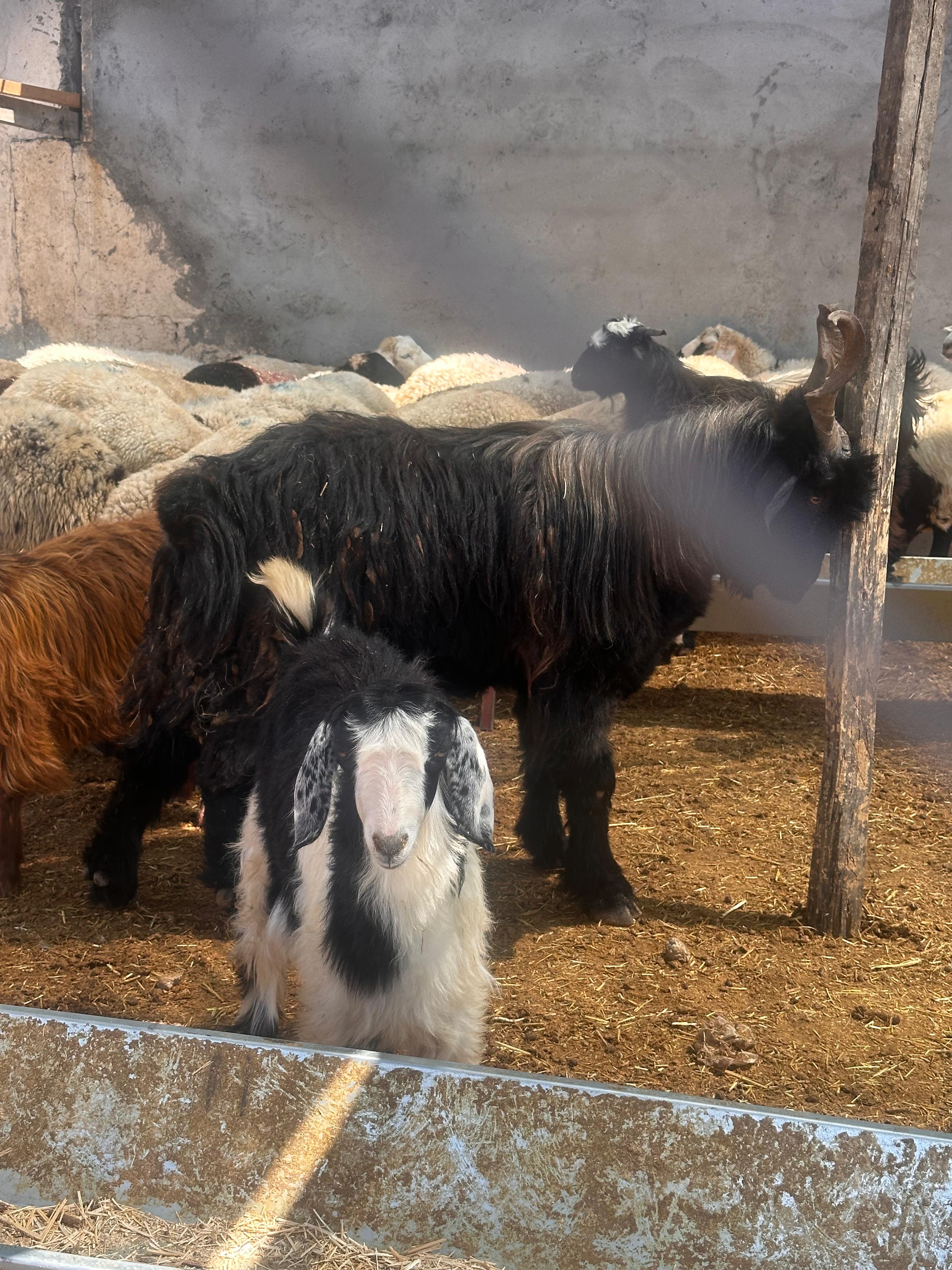 Diyarbakır Kurbanlık Adaklık Diyarı