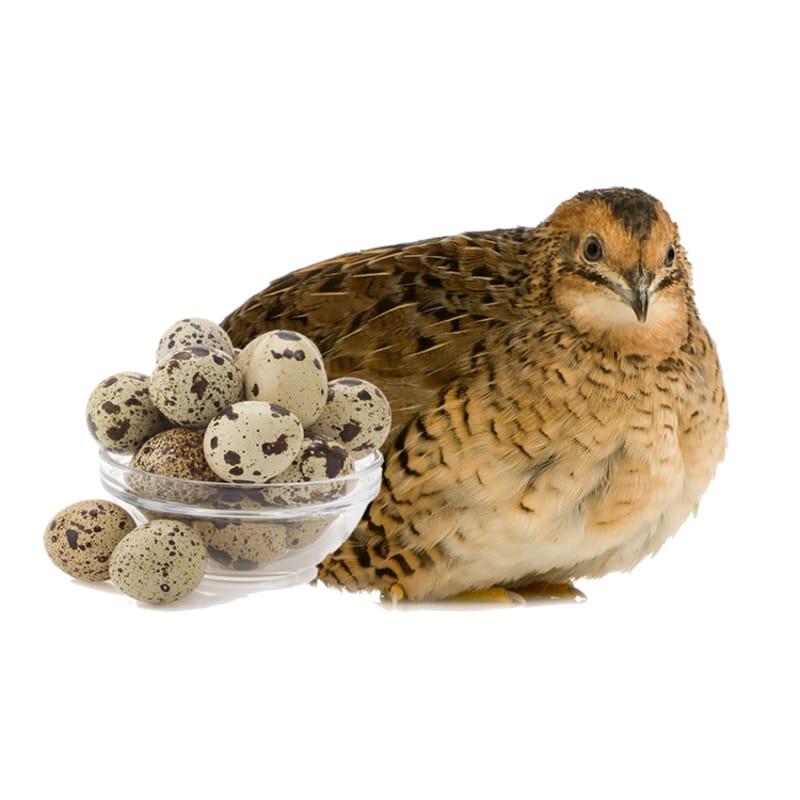 Özyay Hayvancılık