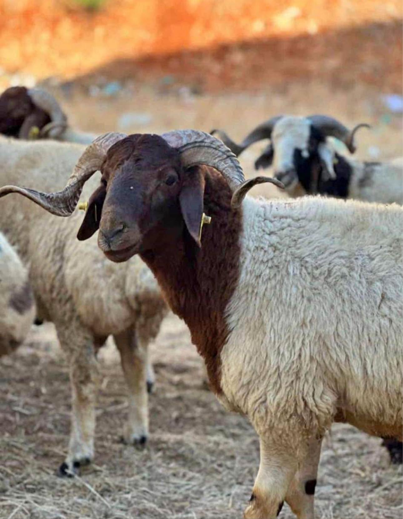 Diyarbakır Kurbanlık Adaklık Diyarı