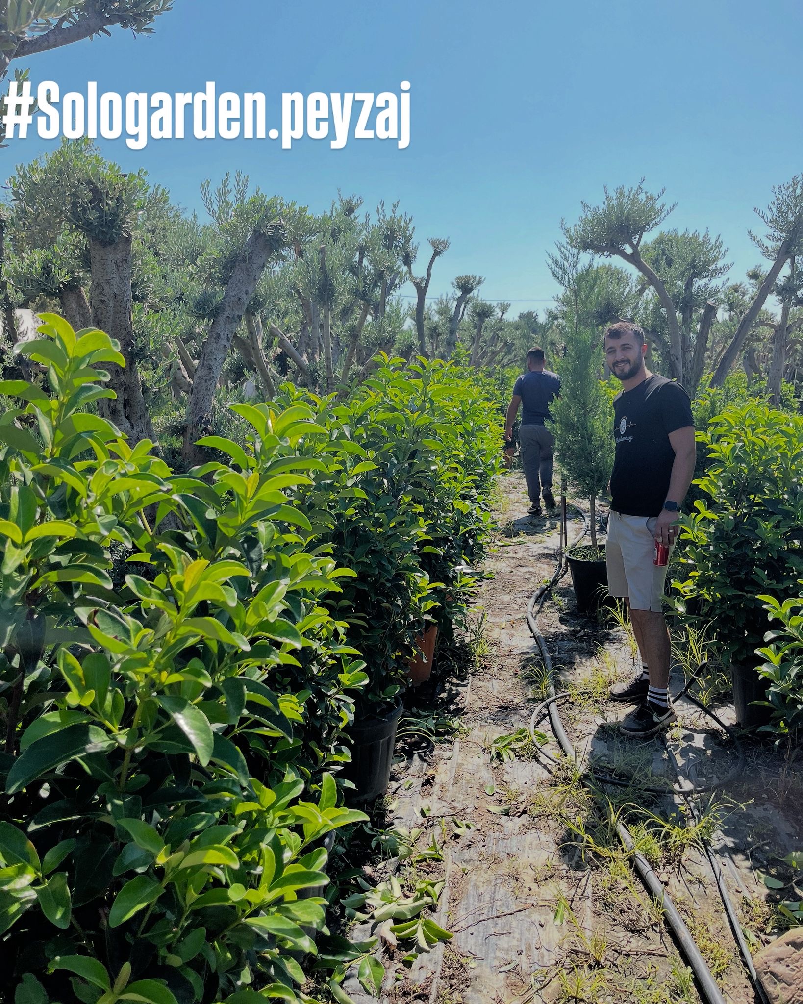 Sologarden Peyzaj 