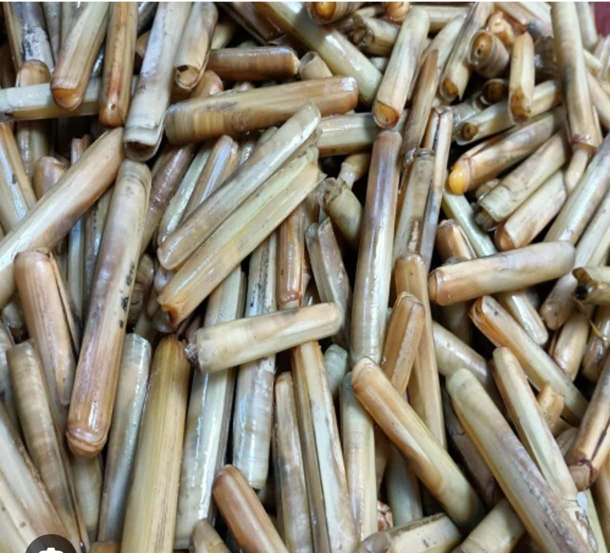 Ada Balık Av Malzemeleri