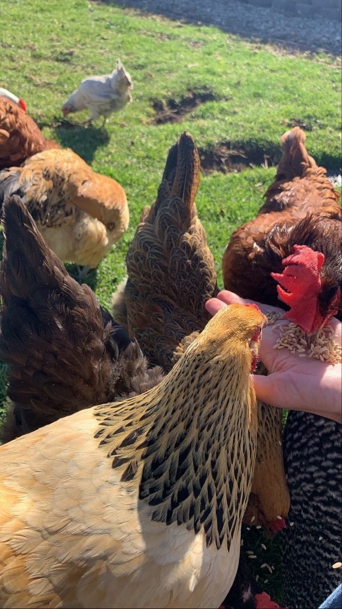 Özyay Hayvancılık