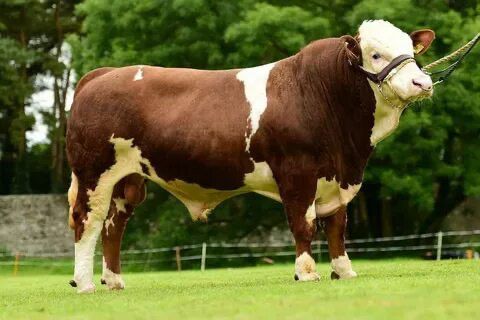 Kumsal Et Besi Çiftliği