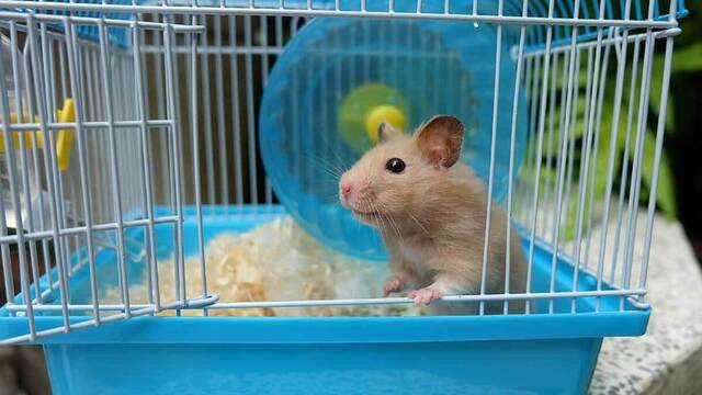 Ali Baba Pet Shop
