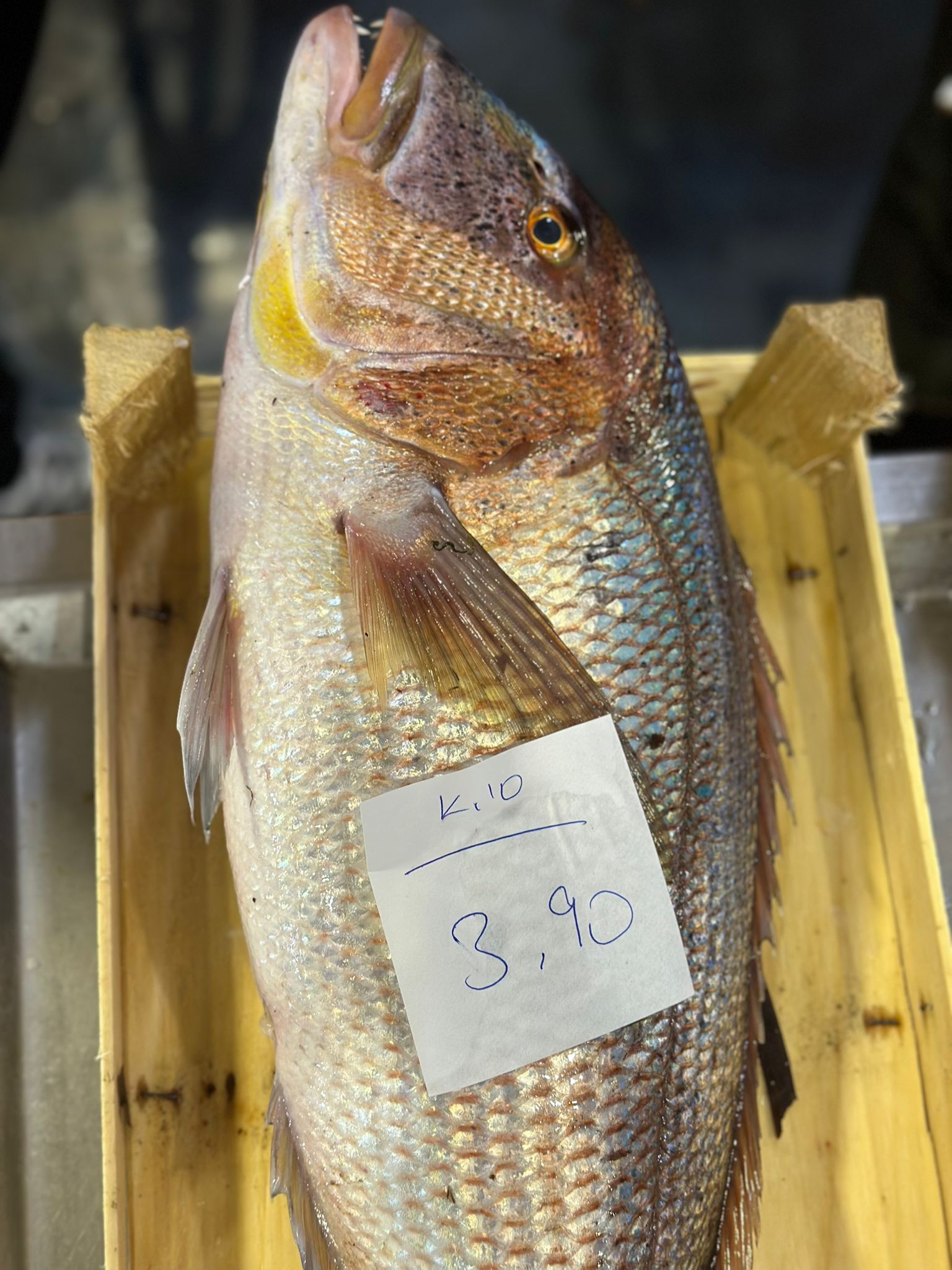 Okyanus Balıkçılık 