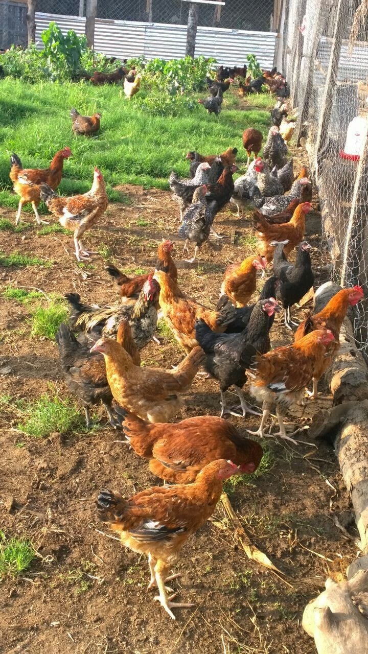 Özyay Hayvancılık