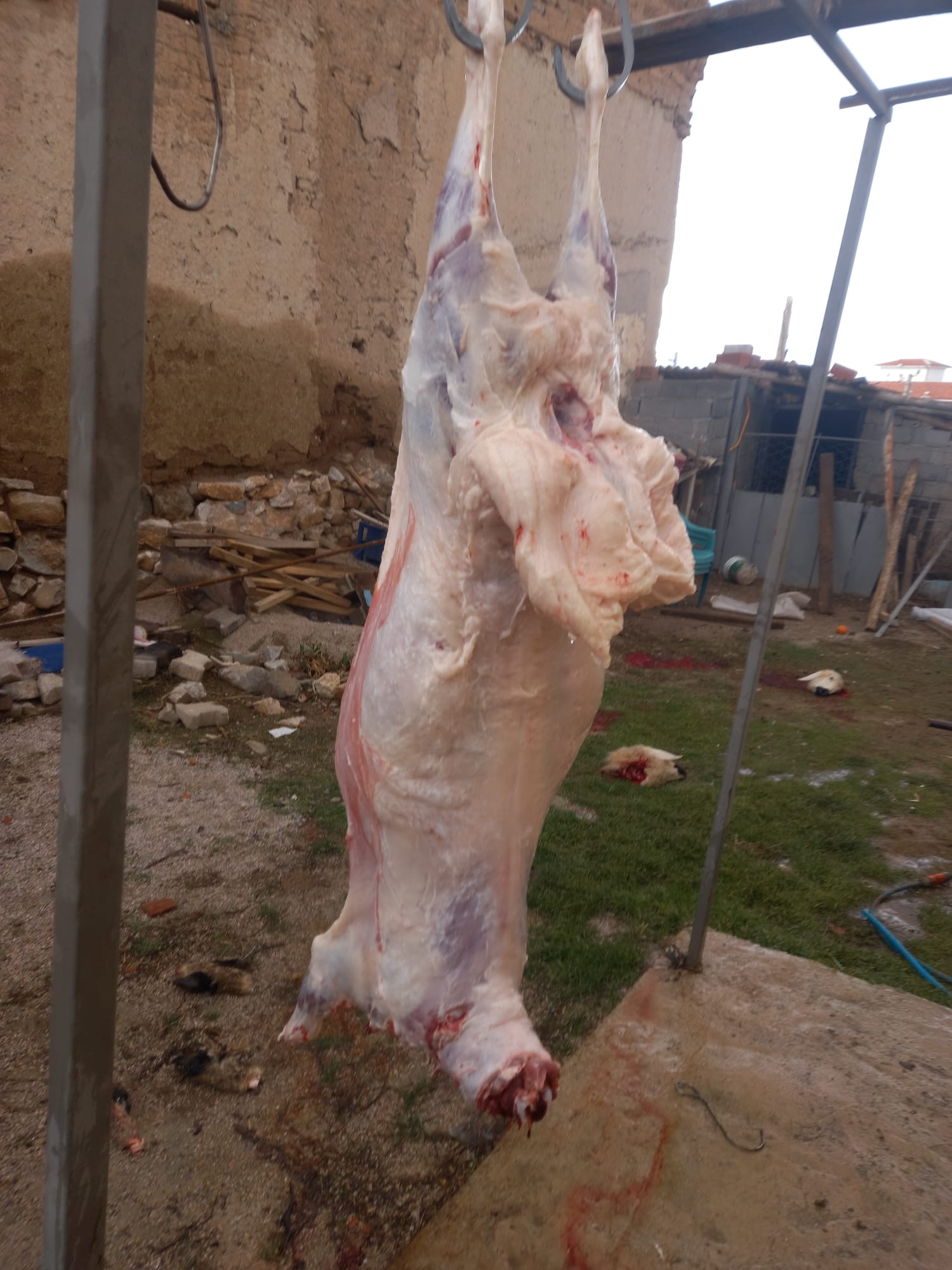 42 S Atalay Hayvancılık