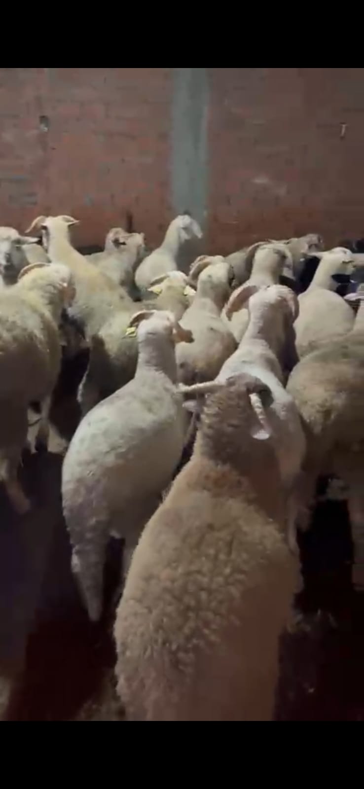 Halil Usta Kurbancılık