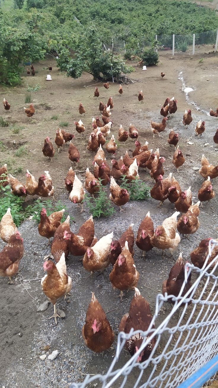 Özyay Hayvancılık