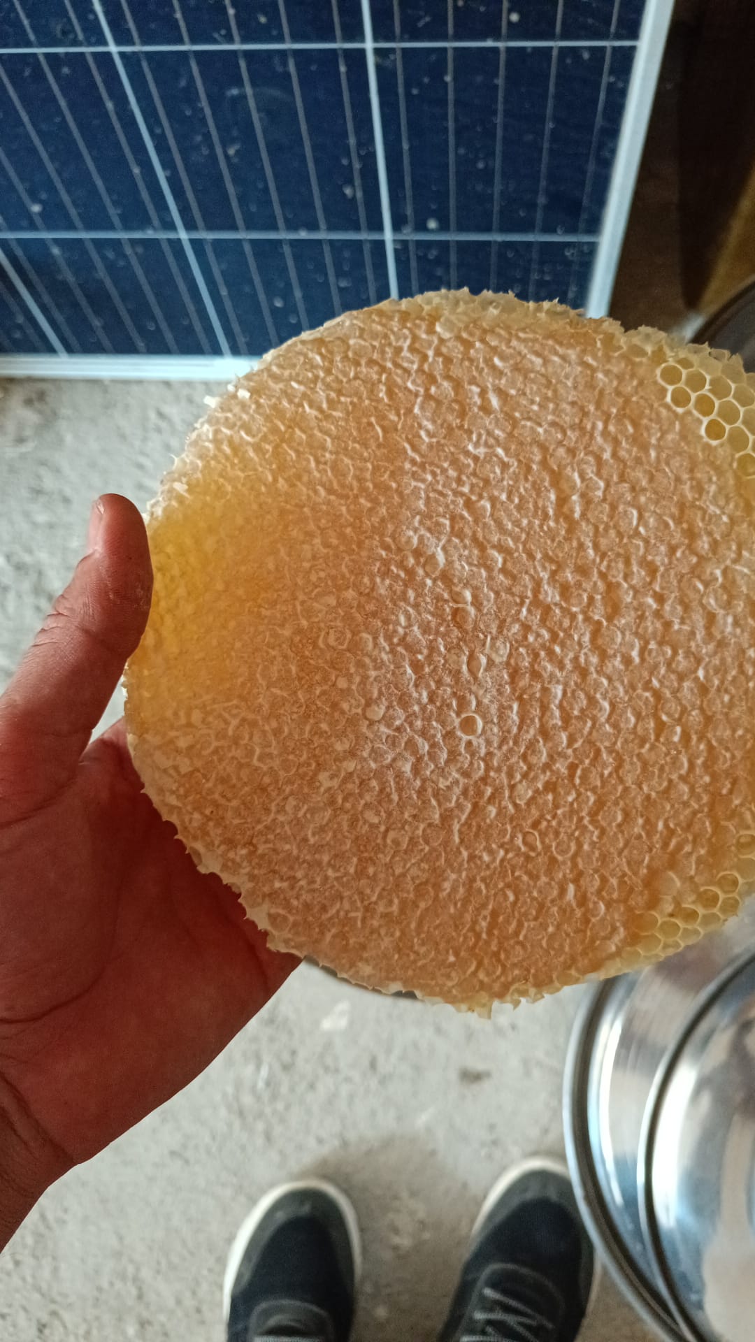Saklı Arıcılık