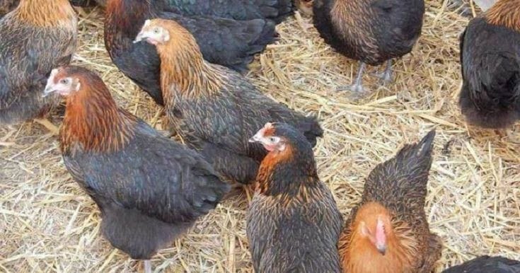 Özyay Hayvancılık