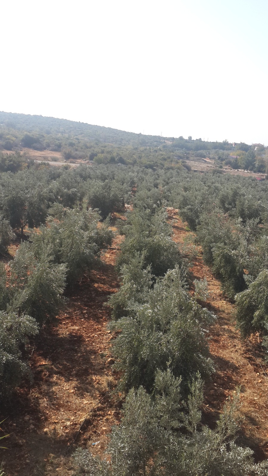 İmirzeli Soğuk Sıkım Zeytinyağı