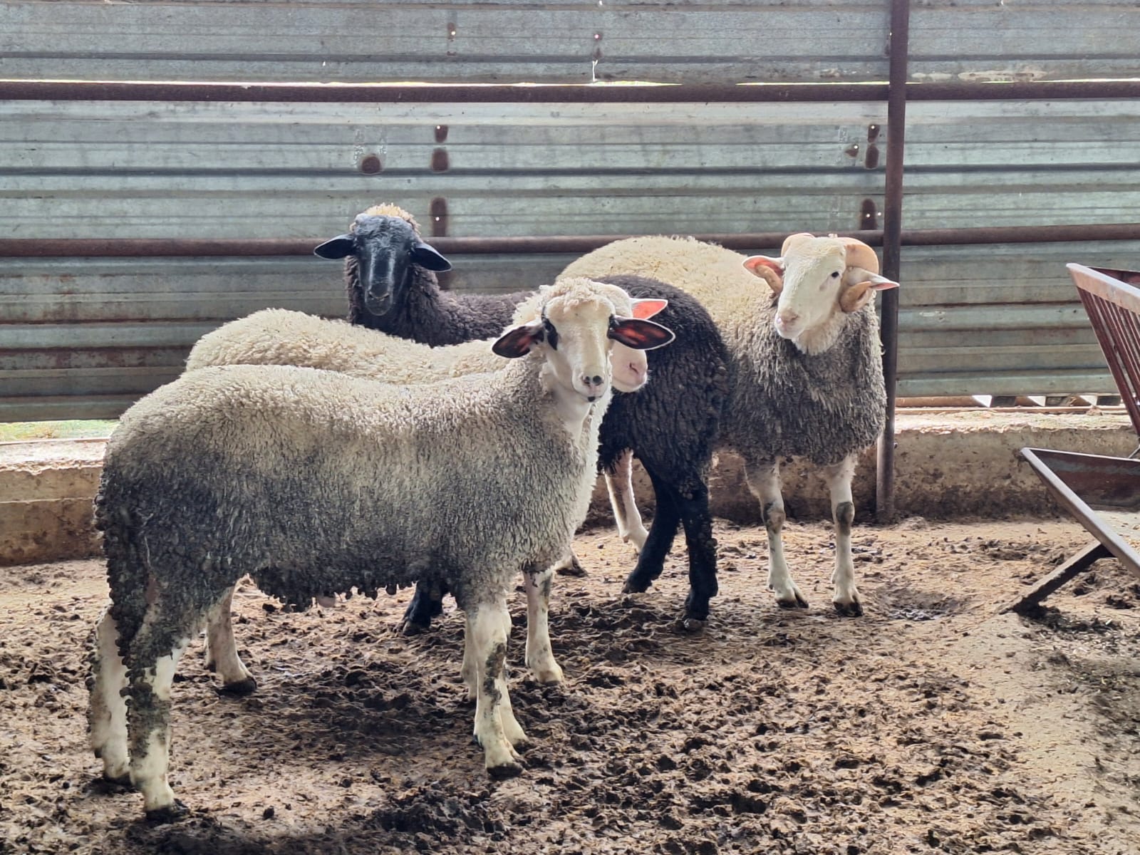 Halil Usta Kurbancılık